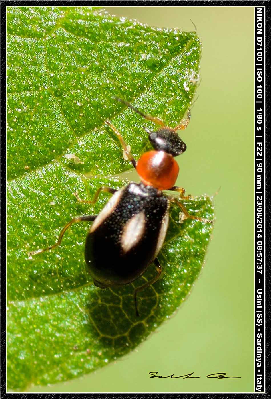 Colotes maculatus, Malachiidae